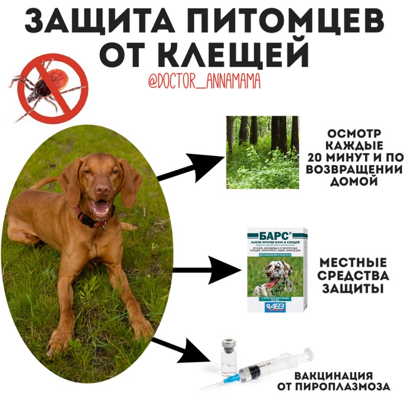 Стригущий лишай Ветеринария