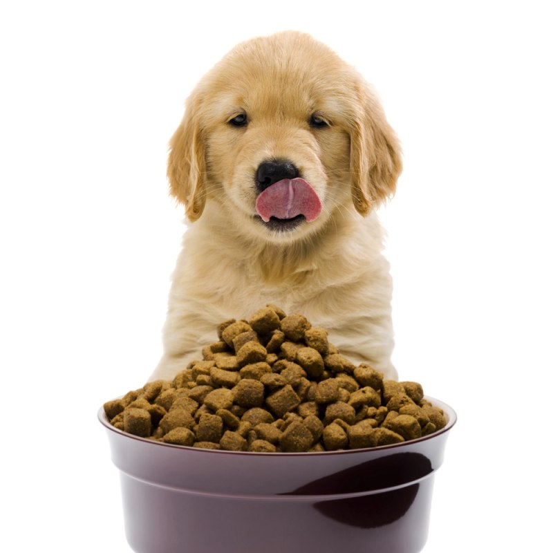Dog food корм для собак