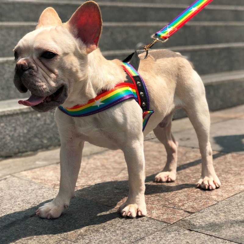 Superdog шлейки