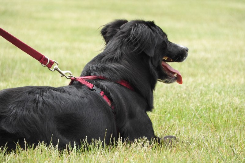 Col-Leash ошейник