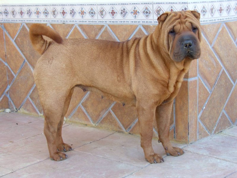 Amerikanski sharpei шарпей американский