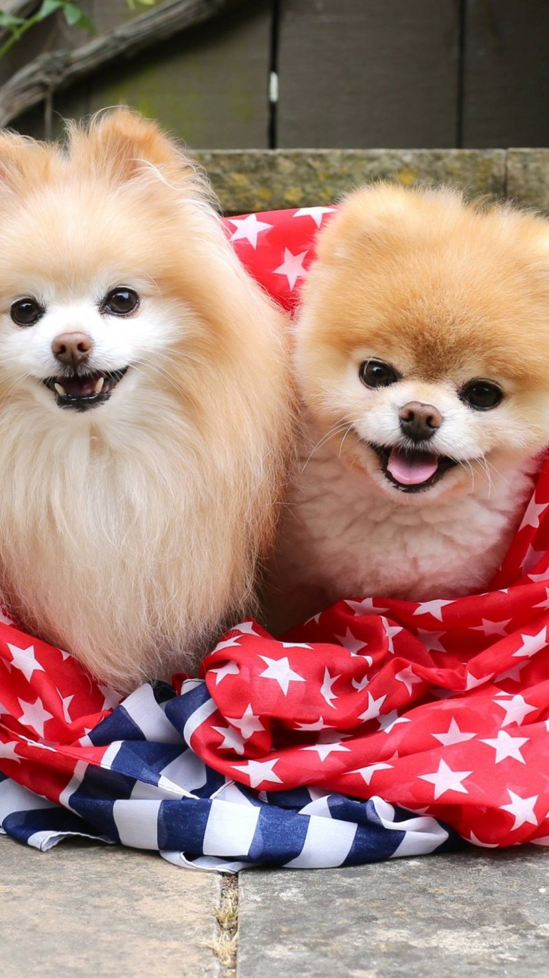 Шпиц Boo