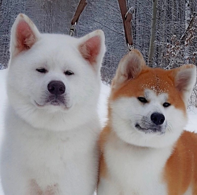 Alaskan Malamute