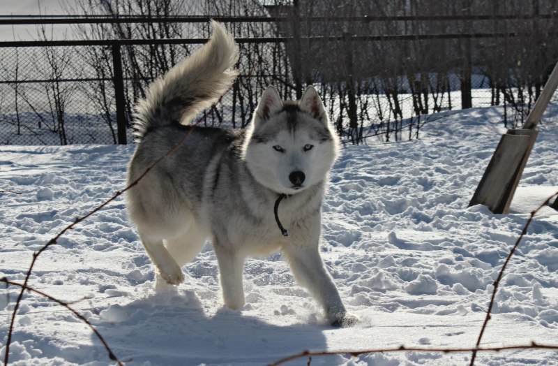 Сибирский хаски