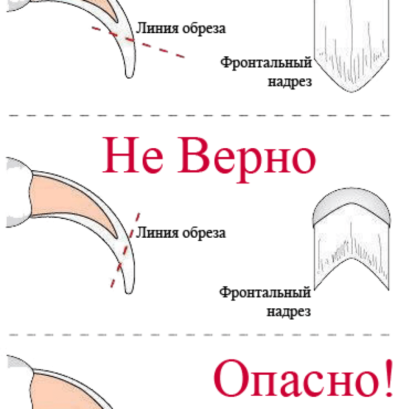 Электрическая стрижка когтей у собак