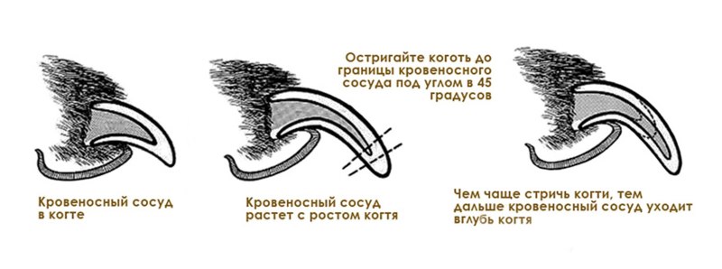 Подстригание когтей Йорку