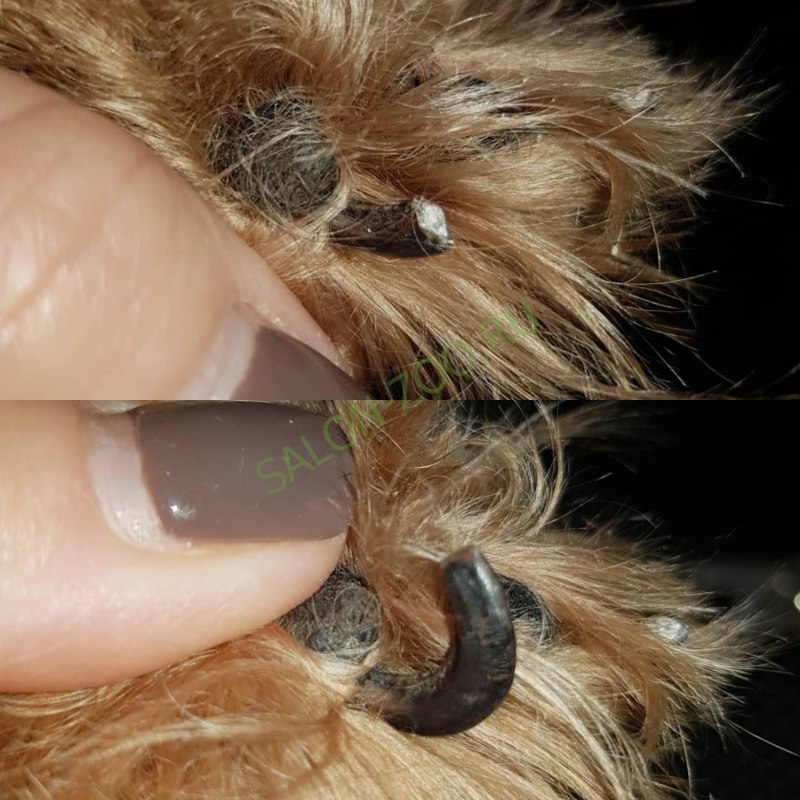 Dog Nails