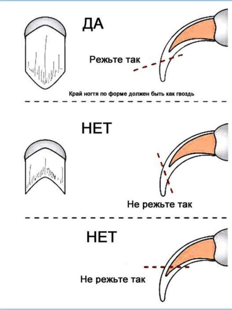 Ногти с собакой