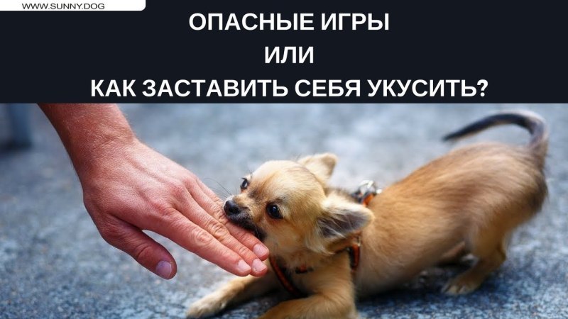 Маленькая собачка на руках