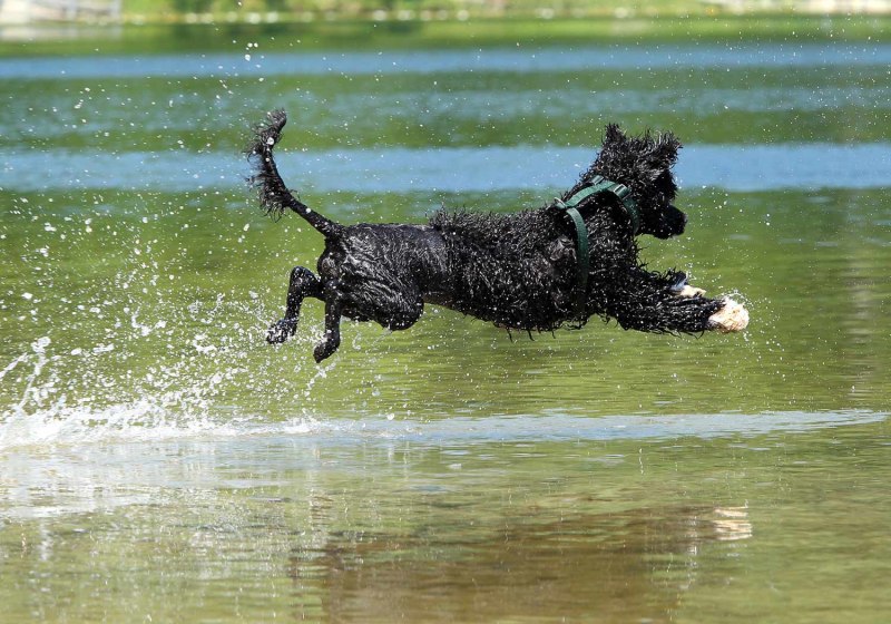 Португальский водяной спаниель