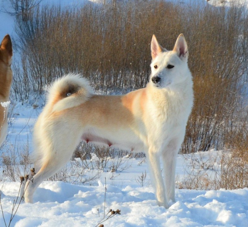 Западно Сибирская лайка