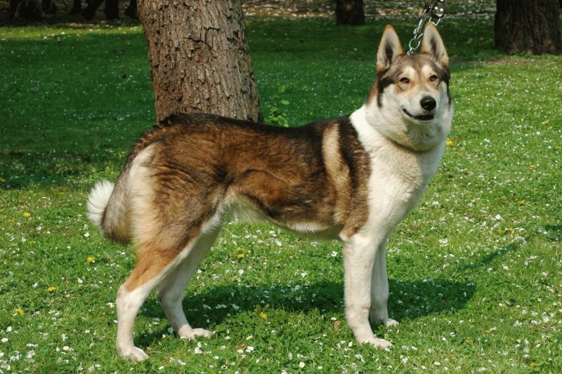 Русско Сибирская лайка