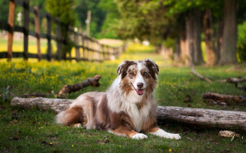 Австралийская овчарка / Australian Shepherd