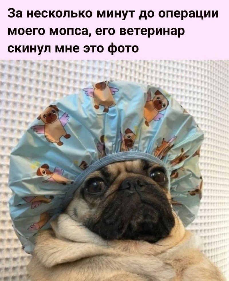 Мопс в шапке