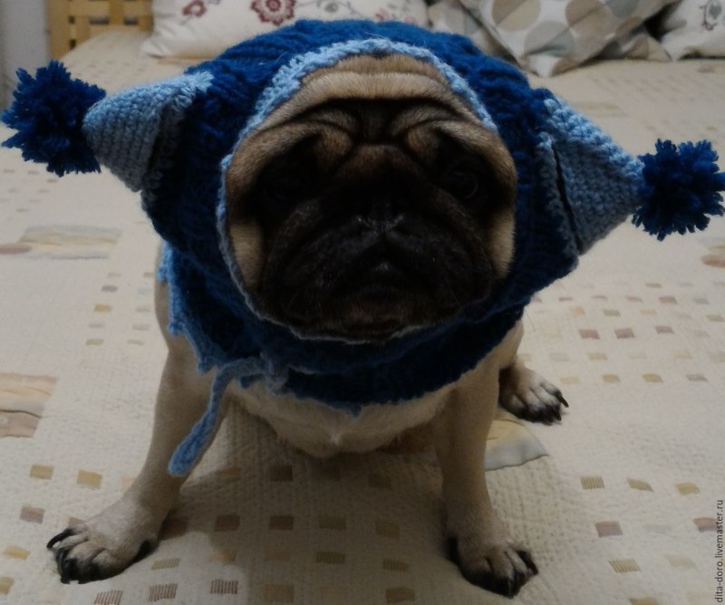 Мопс в шапке