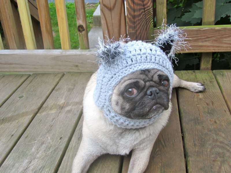 Mops in Knitted hats