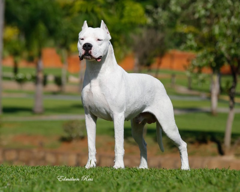 Австрийский короткошерстный пинчер