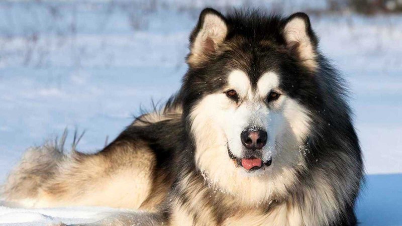Собака Аляскинский маламут