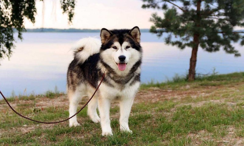 Собаки породы Аляскинский маламут