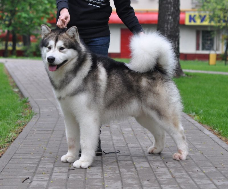 Аляскинский маламут длинношерстный