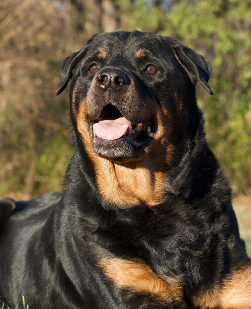 Rottweiler Mix German Shepherd