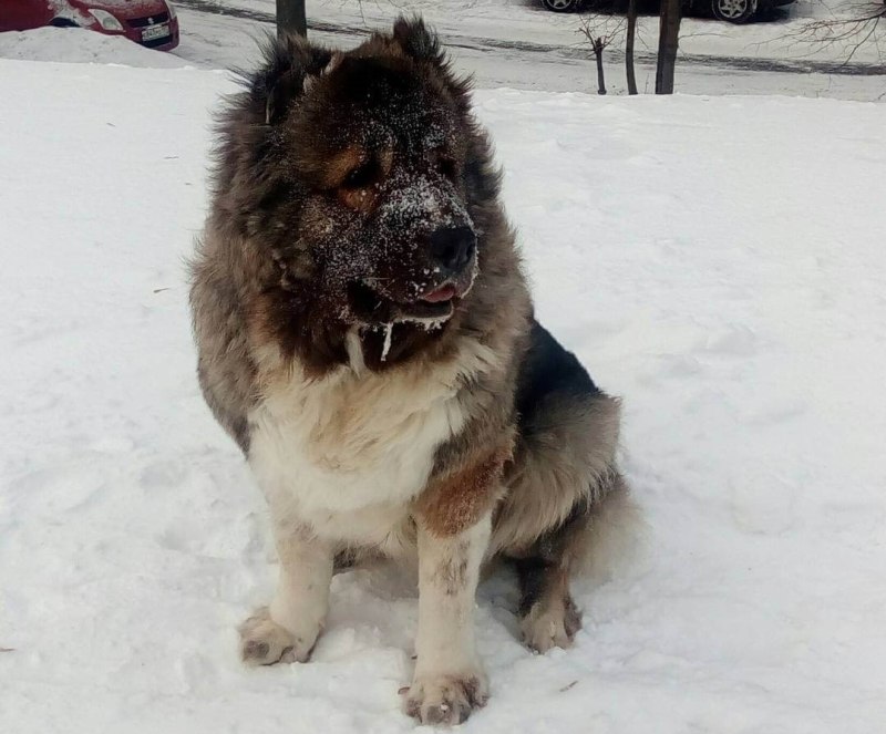 Алабай и Кавказская овчарка