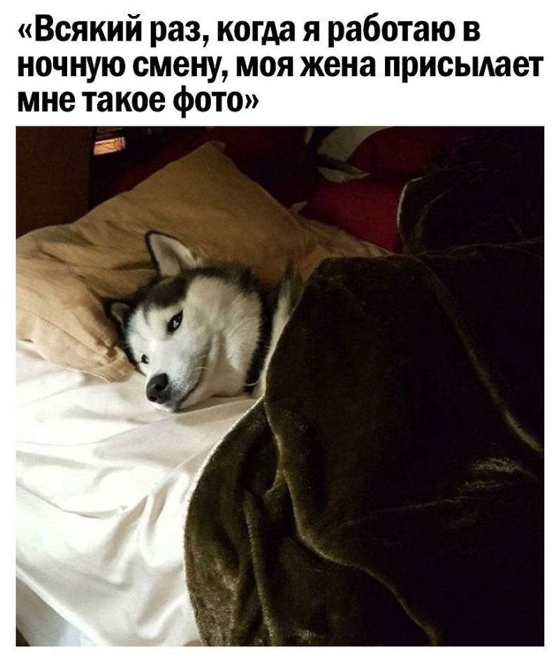 Собачка под одеялом