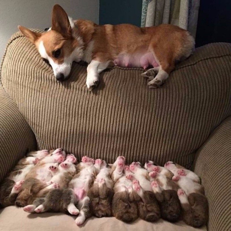 Щенок вельш корги спит