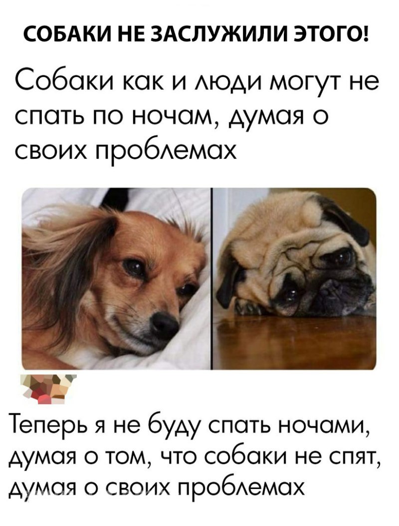 О чем думают собаки