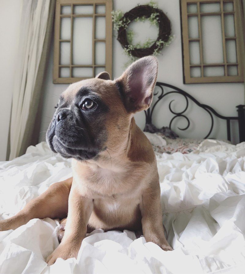 Blue Fawn French Bulldog