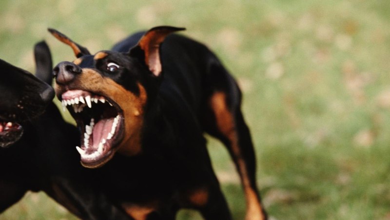 @Pit_dobermann Женя