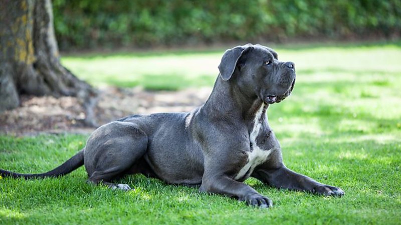 Кане Корсо (Cane Corso)