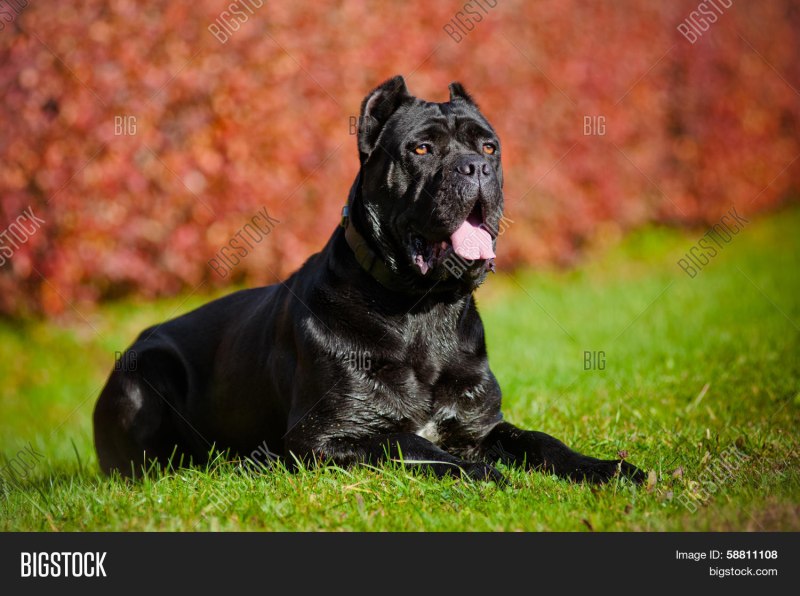 Кане Корсо (Cane Corso)