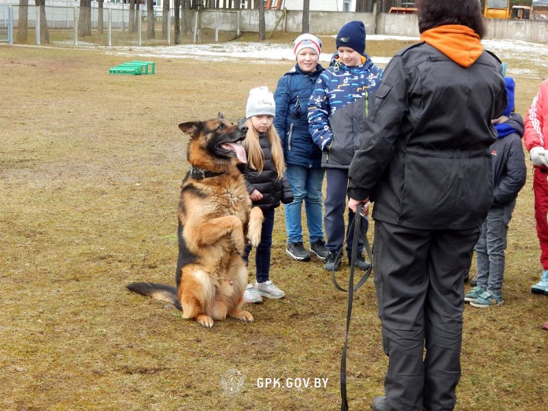Собака тренируется с кинологом