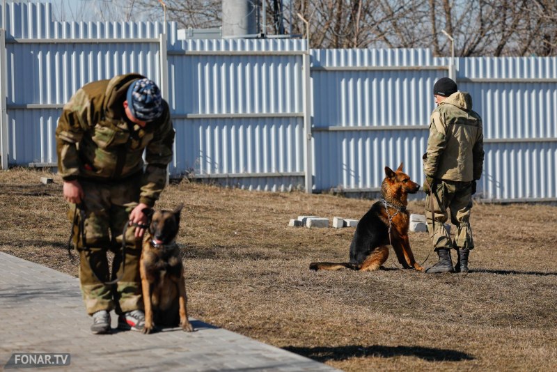 Лежать дрессировка