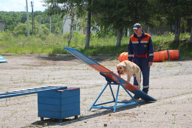 Кинологическая служба Белгород собаки