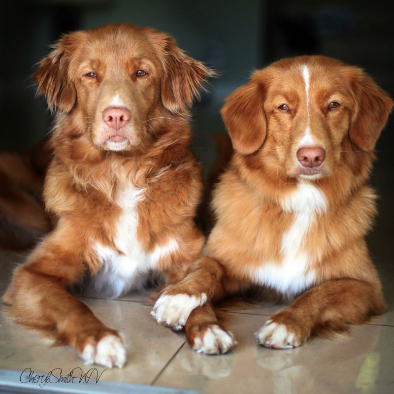Nova Scotia Duck Tolling Retriever порода собак
