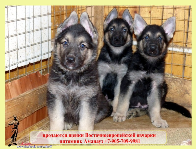 Щенки немецкой овчарки и Восточно европейской овчарки