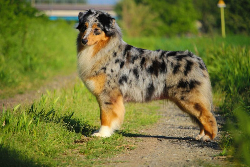 Australian Shepherd собака щенок