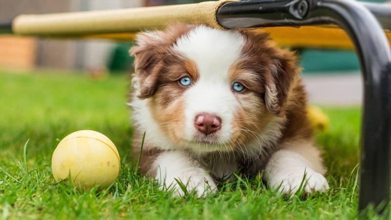 Австралийская овчарка / Australian Shepherd
