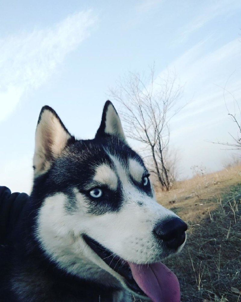 Хаски рыжая