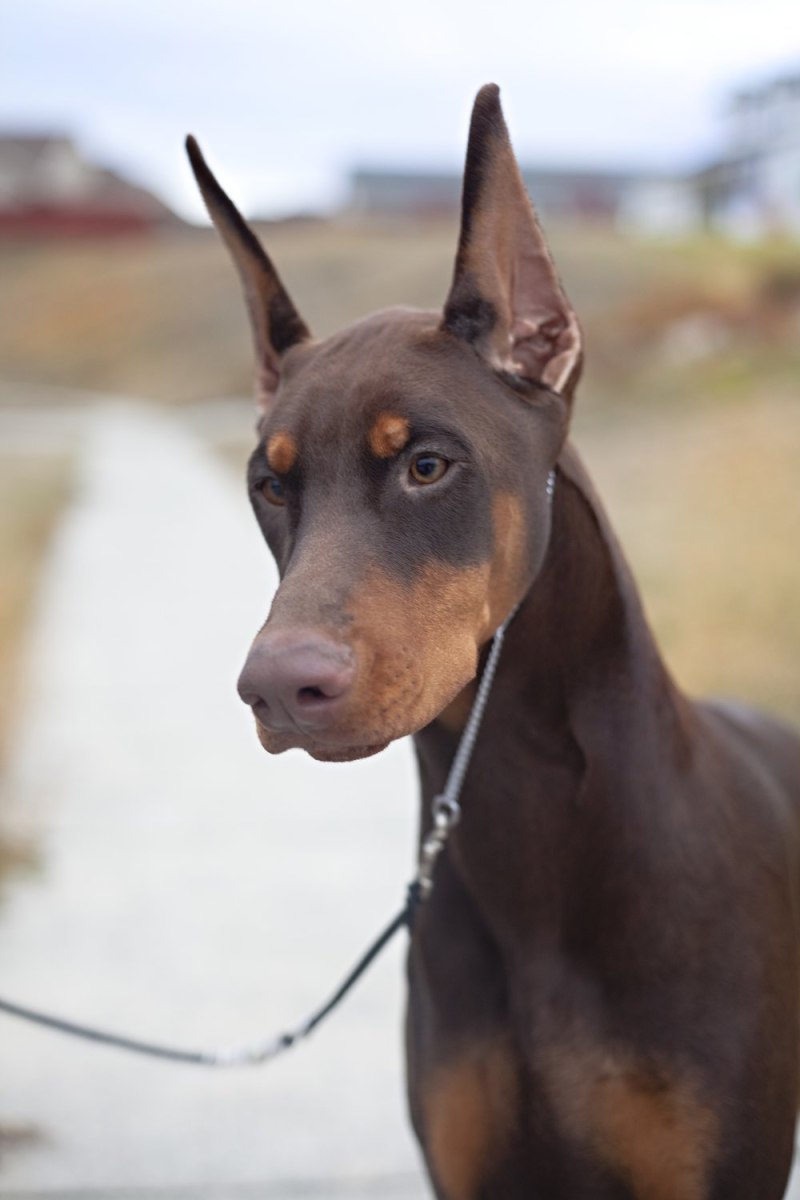 Chocolate Doberman Pincher