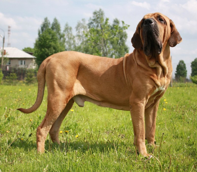Фила бразилейро Lapkins