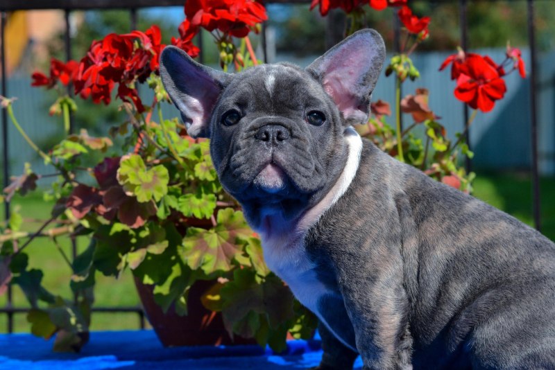 Blue tan французский бульдог