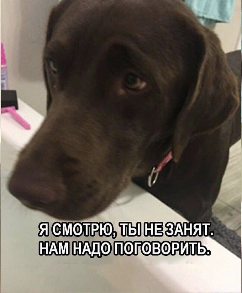 Овчарка упала в воду видео