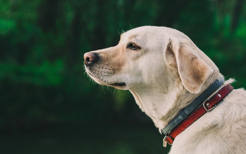 Mot Dogs собаки