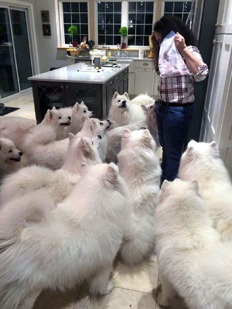 Много самоедов