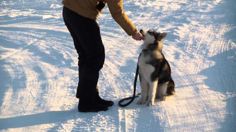 Тамасканский хаски