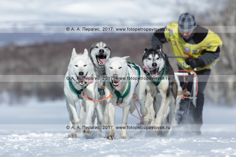 Musher Dog