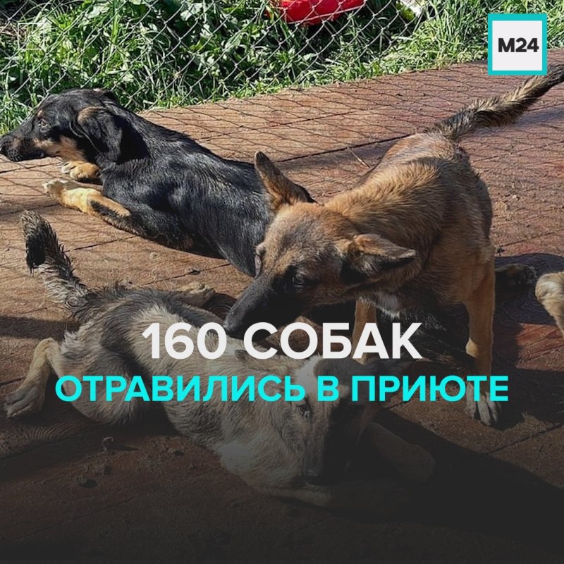 Отравление зоокумаринами